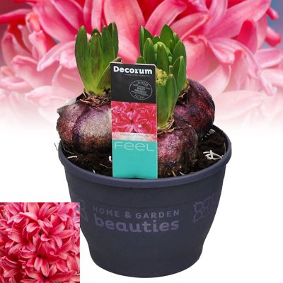 HYACINTHUS OR. RED GLORY 3PP (HL)