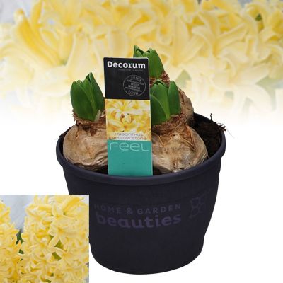 HYACINTHUS OR. YELLOWSTONE 3PP (HL)