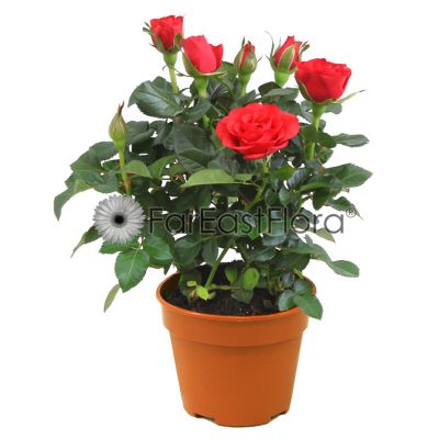 MINI ROSES P15C (SH/JH/AI)