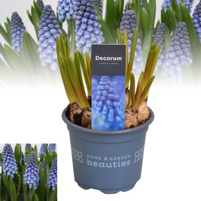 MUSCARI BIG SMILE P9 (HL)