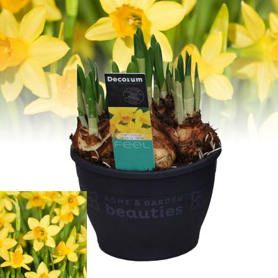 NARCISSUS O. TETE A TETE 5P