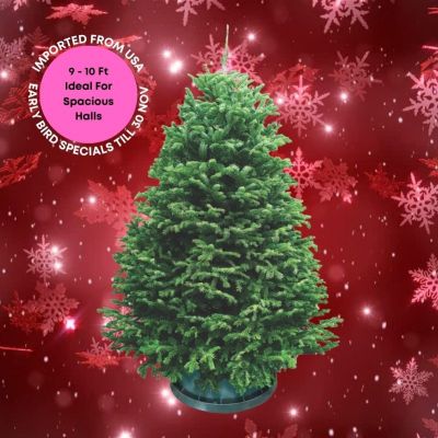 Christmas Tree - USA Nordmann Fir (9 - 10 ft) with Tree Stand