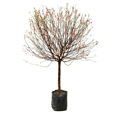 桃花 PEACH BLOSSOM 1.8M (TB)