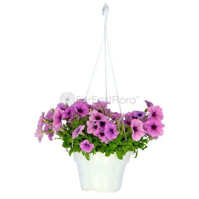 PETUNIA P22C (YX)