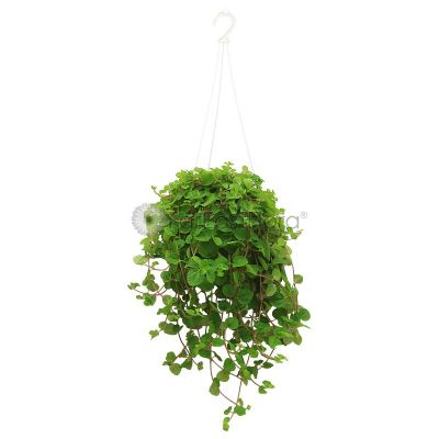 PILEA NUMMULARIIFOLIA P22C HG (YX)