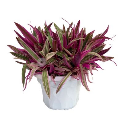 RHOEO DISCOLOR -P220 (FN)
