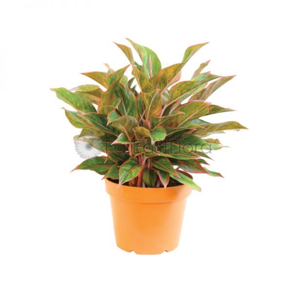 Far East Flora Garden Online AGLAONEMA SIAM AURORA P240 | Far East