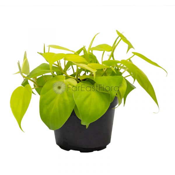 Far East Flora Garden Online Philodendron Gold (P12c) Far East Flora Garden  Online
