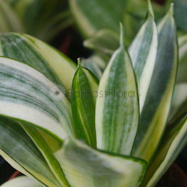 Far East Flora Garden Online Sansevieria Variegated (P9c) | Far