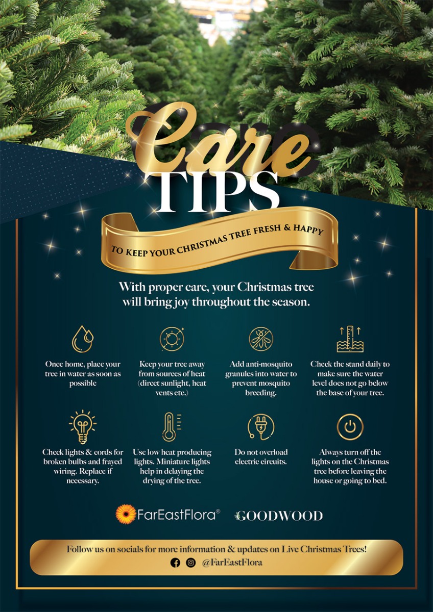 Christmas Tree Care Tips